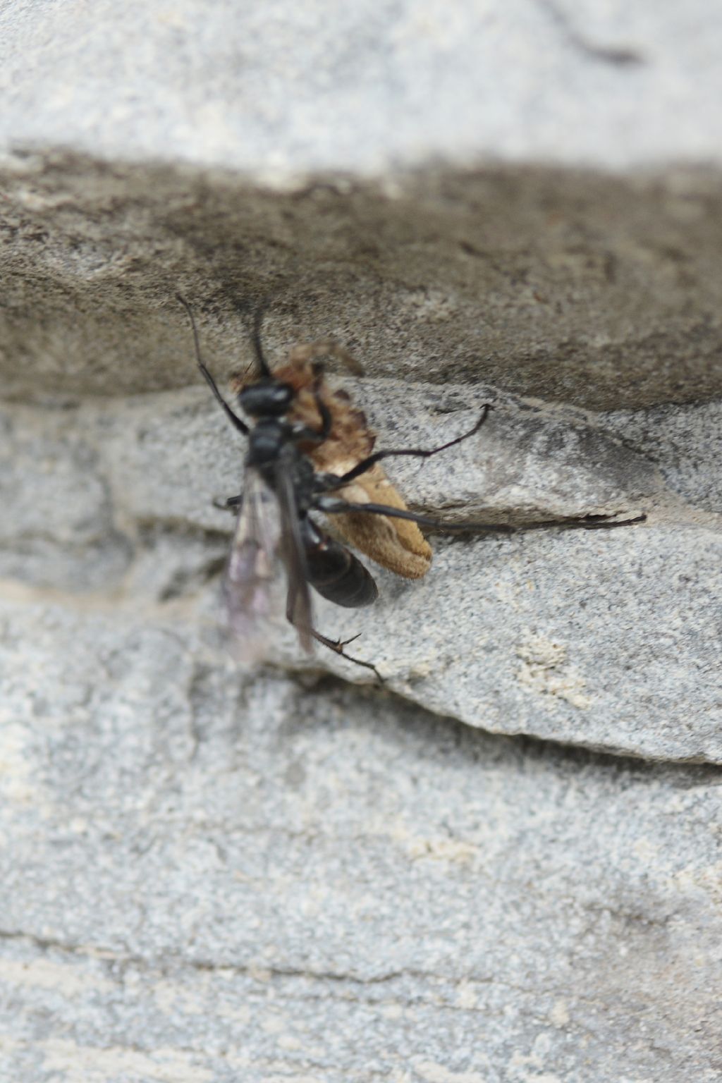 Pompilidae  con preda da determinare